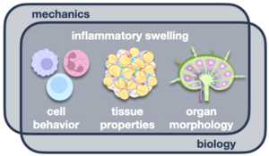 Venn diagram showing the study of inflammatory swelling at the intersection of mechanics and biology.  Inflammatory swelling is multiscale, spanning cell behavior, tissue properties, and organ morphology