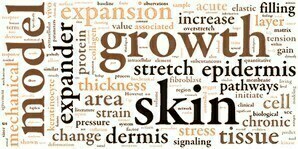 Stretched skin mechanobiology
