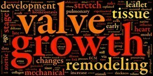 Heart valve development