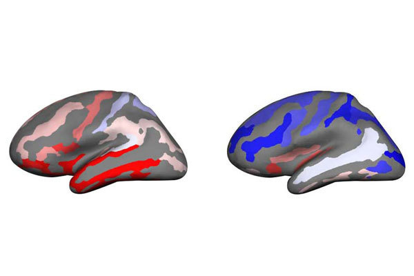 Analysis of Brain Folding Patterns