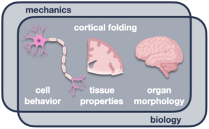 Venn diagram showing the study of cortical folding at the intersection of mechanics and biology.  Cortical folding is multiscale, spanning cell behavior, tissue properties, and organ morphology