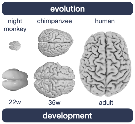 Images of brains - on the top, primate evolution is represented by a small, smooth night monkey brain, a larger and more folded chimpanzee brain, and the very large human brain.  On the bottom, human development is shown similarly, from a small smooth brain at 22 weeks of gestation, to an intermediate stage at 35 weeks, and the same large and highly folded adult human brain. 